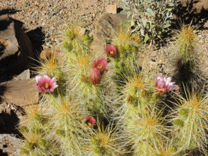One of the many varieties of blooming cacti.